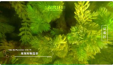 保護生物多樣性<a href=http://zfojg.cn target=_blank class=infotextkey><a href=http://zfojg.cn target=_blank class=infotextkey>雙良</a>環(huán)境</a>在行動！