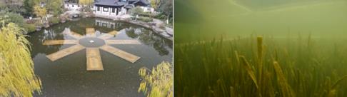 新聞轉(zhuǎn)載｜蒼龍街道：開展河道、溪溝環(huán)境治理 確?！八?、岸綠、景美”