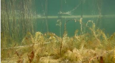 “為全球生物多樣性治理指明了方向”——訪《生物多樣性公約》第十五次締約方大會(huì)主席、中國生態(tài)環(huán)境部部長黃潤秋（人民日?qǐng)?bào)）